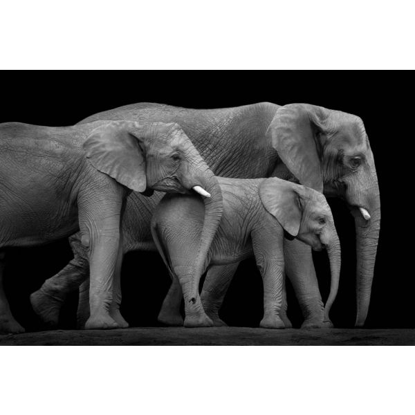 Walls Papel De Parede Three Elephants 500cmx333cm Three Elephants