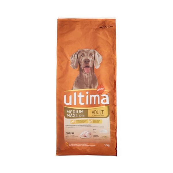 Ultima from Affinity, Dog