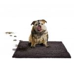 Duvoplus Tapete de Limpeza para Cães Magicclean 90x65 cm Cinza-escuro - 427118