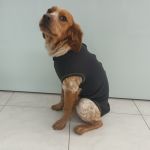 Bete4Pet Body Pós Cirúrgico Macho XL