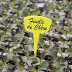 Nortene Pack 5 Etiquetas de Plantação Inclinadas 15 cm 15 cm