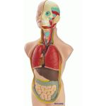 Miniland Anatomia Humana - 99020