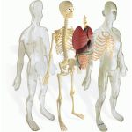 Miniland Anatomia Humana - 99060