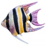 Gaby The Freshwater Angelfish Multicolor - GP-175976
