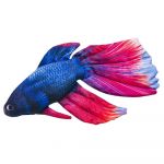 Gaby The Siamese Fighting Fish Blue / Pink - GP-175419