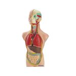 Miniland Anatomia Humana 11 Peças 50 cm - OFF068602CE