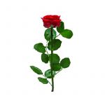 Rosa Preservada Ranunculada 30 cm Vermelho - 90478856
