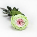 Rosa Preservada Ranunculada 30 cm Tricolor - 90478855