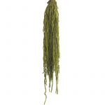 Amaranthus Preservados Verde Seco - 90402756