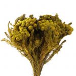Brunia Albiflora Preservada - 90408800