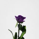 Rosa Preservada 30Cm Roxa - 90478812
