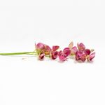 Phalaenopsis 80cm Bicolor Rosa Artificial - 90171743