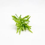 Succulent Rhoda 20cm Artificial - 90284520