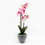 Phalaenopsis 2H. 57cm Rosa - 90371782