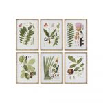 DKD Home Decor Pintura Plantas Botânicas (50 x 2.8 x 70 cm) (6 Pcs)