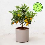 Colvin Planta Kumquat Origem Local
