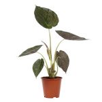 Bioma Plants - Planta Natural - Alocasia Wentii 70 - 80 cm Ø 19cm