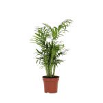 Bioma Plants - Planta Natural - Chamaedorea Elegans 20 - 30 cm Ø 12cm