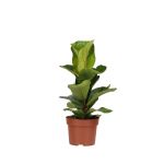 Bioma Plants - Planta Natural - Ficus Lyrata 'bambino' 30 - 40 cm Ø 12cm