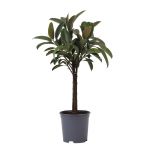 Bioma Plants - Planta Natural - Ficus Elastica 'melany' 90 - 100 cm Ø 21cm