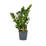 Bioma Plants - Planta Natural - Zamioculcas Zamiifolia 60 - 70 cm Ø 17cm