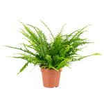 Bioma Plants - Planta Natural - Nephrolepis Exaltata 30 - 40 cm Ø 12cm