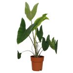 Bioma Plants - Planta Natural - Alocasia Zebrina 70 - 80 cm Ø 19cm