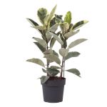 Bioma Plants - Planta Natural - Ficus Elastica 'tineke' 110- 120 cm Ø 27cm