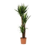 Bioma Plants - Planta Natural - Yucca Elephantipes 110- 120 cm Ø 24cm