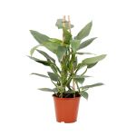 Bioma Plants - Planta Natural - Philodendron 'silver Queen' 60 - 70 cm Ø 19cm