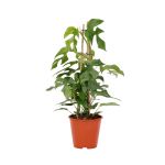 Bioma Plants - Planta Natural - Monstera Minima Rhaphidophora Tetrasperma 60 - 70 cm Ø 19cm