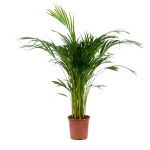 Bioma Plants - Planta Natural - Areca 80 - 90 cm Ø 19cm