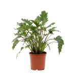 Bioma Plants - Planta Natural - Philodendron Xanadu 40-50 cm Ø 19cm