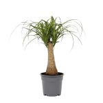 Bioma Plants - Planta Natural - Beaucarnea Recurvata 50 - 60 cm Ø 19cm