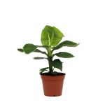 Bioma Plants - Planta Natural - Musa Tropicana - Bananeira 40-50 cm Ø 17cm