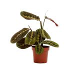 Bioma Plants - Planta Natural - Maranta Leuconeura 'fascinator' 20 - 30 cm Ø 12cm