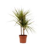 Bioma Plants - Planta Natural - Dracaena Marginata 'sunray' 50 - 60 cm Ø 17cm