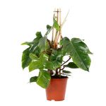Bioma Plants - Planta Natural - Philodendron Squamiferum 60 - 70 cm Ø 19cm