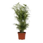 Bioma Plants - Planta Natural - Chamaedorea Elegans 40-50 cm Ø 17cm