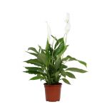 Bioma Plants - Planta Natural - Spathiphyllum Vivaldi 60 - 70 cm Ø 17cm