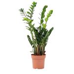 Bioma Plants - Planta Natural - Zamioculcas Zamiifolia 90 - 100 cm Ø 24cm