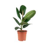 Bioma Plants - Planta Natural - Ficus Elastica 40-50 cm Ø 17cm