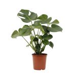 Bioma Plants - Planta Natural - Monstera Deliciosa 70 - 80 cm Ø 21cm