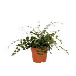 Bioma Plants - Planta Natural - Pellaea Rotundifolia 10 - 20 cm Ø 12cm