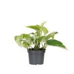Bioma Plants - Planta Natural - Scindapsus 'marble Queen' 10 - 20 cm Ø 12cm