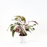 Bioma Plants - Planta Natural - Calathea 'white Fusion' 40-50 cm Ø 14cm