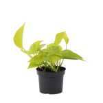 Bioma Plants - Planta Natural - Scindapsus 'golden Pothos' 10 - 20 cm Ø 12cm