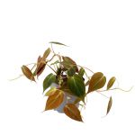 Bioma Plants - Planta Natural - Philodendron Micans 10 - 20 cm Ø 12cm