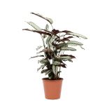 Bioma Plants - Planta Natural - Calathea Whitestar 50 - 60 cm Ø 19cm