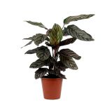 Bioma Plants - Planta Natural - Calathea Sanderiana 60 - 70 cm Ø 19cm